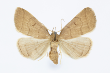 Herminia tarsipennalis