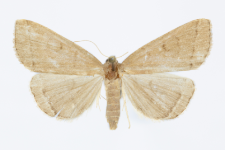 Herminia tarsipennalis