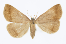 Herminia tarsipennalis