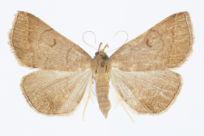 Zaclognatha lunalis