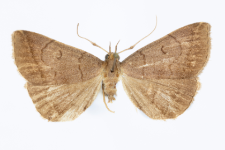 Zaclognatha lunalis