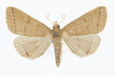 Zaclognatha lunalis