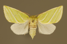 Pseudoips prasinana (Linnaeus, 1758)