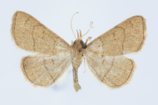 Paracolax tristalis