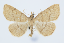 Paracolax tristalis