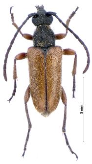 Pseudovadonia