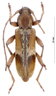 Trichoferus