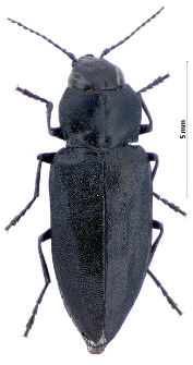 Melanophila