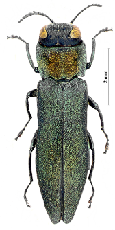 Agrilus