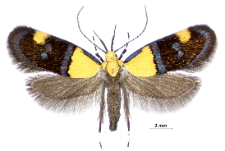 Oecophora