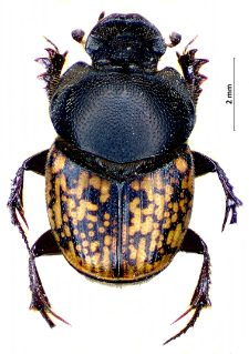 Onthophagus