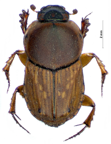 Euoniticellus