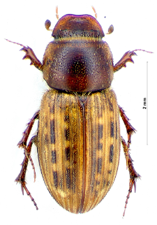 Euheptaulacus