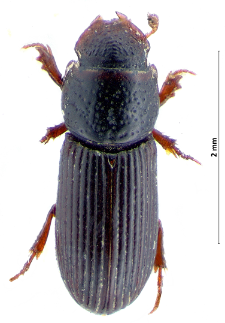 Pleurophorus