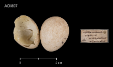 Erithacus rubecula