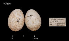 Erithacus rubecula