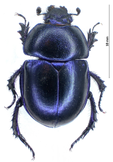 Trypocopris