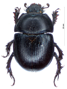 Anoplotrupes