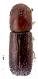 Xyleborus monographus (Fabricius, 1792)