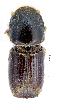 Ips typographus (Linnaeus, 1758)