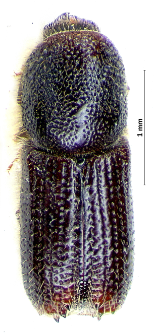 Orthotomicus suturalis (L. Gyllenhal, 1827)