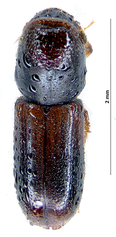 Gnathotrichus