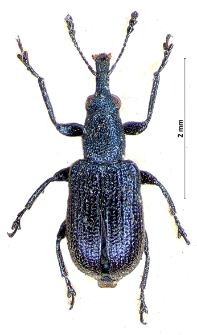 Temnocerus