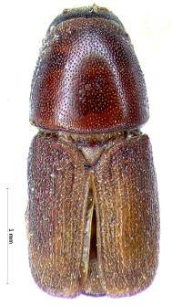 Hylastinus