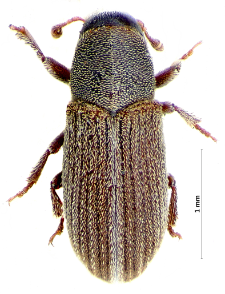 Xylechinus