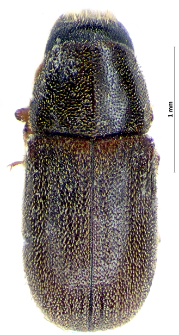 Polygraphus