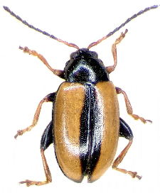 Phyllotreta