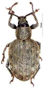 Peritelus