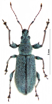 Phyllobius