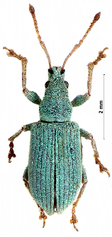 Phyllobius virideaeris (Laicharting, 1781)