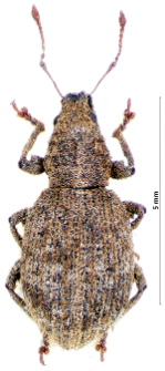 Sciaphilus