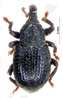 Leiosoma