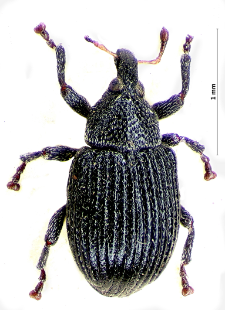 Anoplus