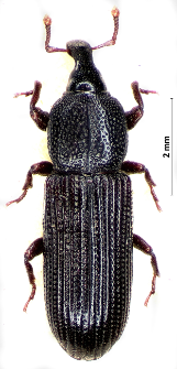 Cossonus