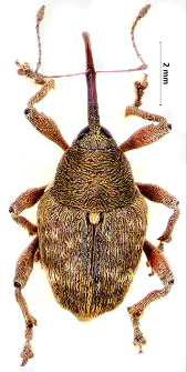 Curculio