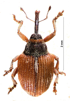 Coeliodinus