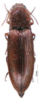 Stenagostus