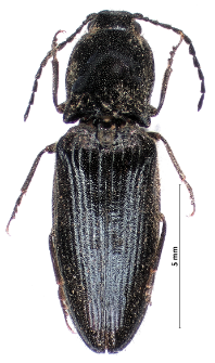 Hemicrepidius