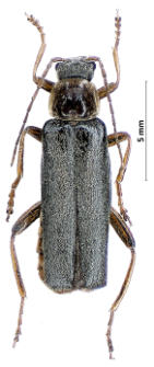 Cantharis