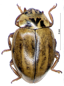 Aphidecta