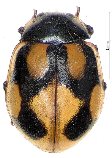 Coccinella