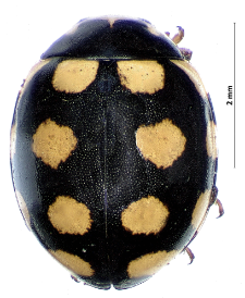 Coccinula