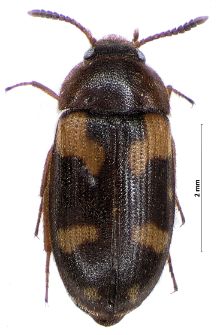 Mycetophagus