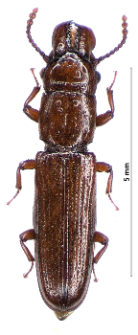 Prostomis