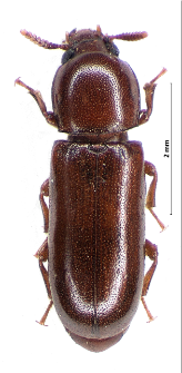 Corticeus