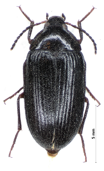 Hymenalia